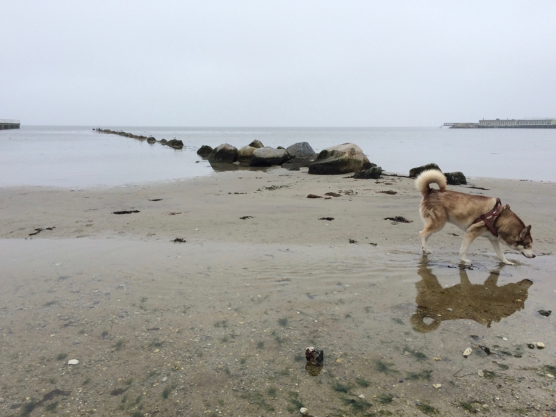 Oskar walking on a grey beach, reflected in the seawater