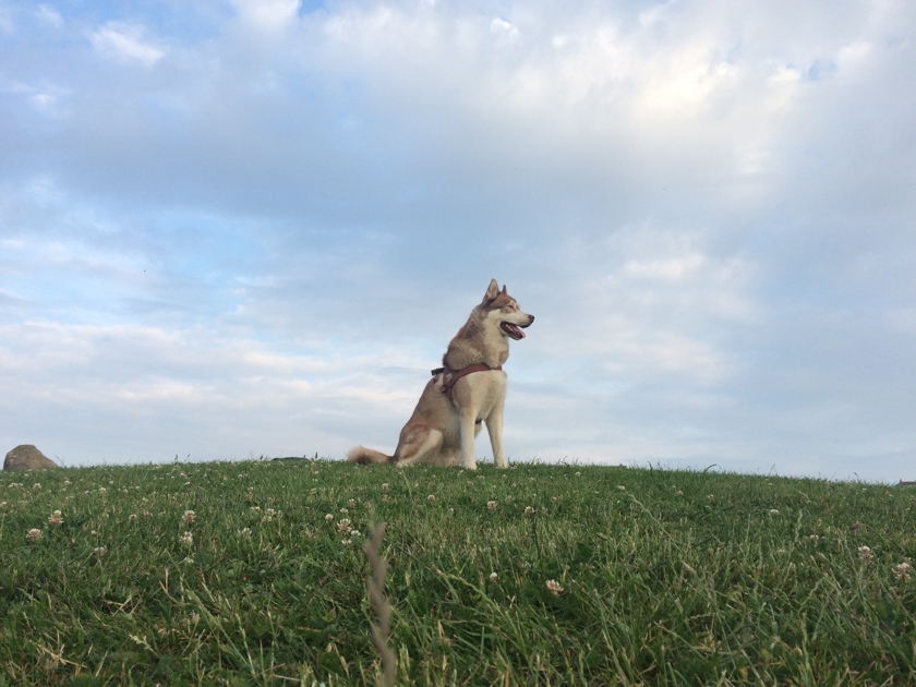 Oskar the husky dog on top of a hill