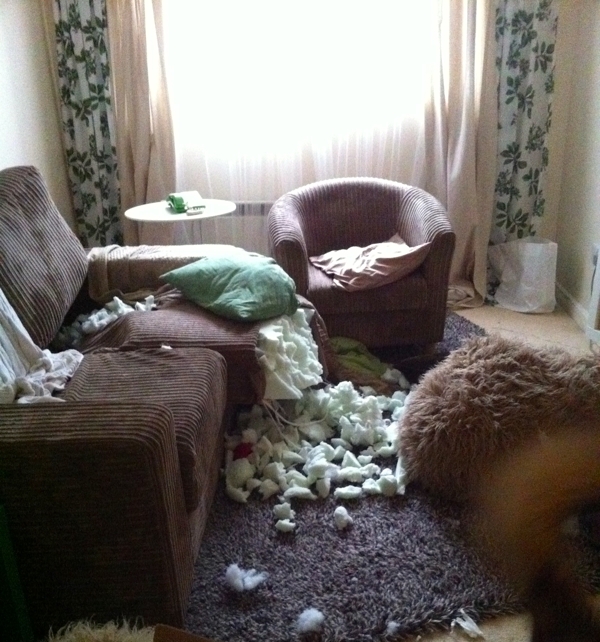 One of the many times I came back to a living room destroyed by Oskar