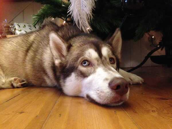 A very big Oskar under the tree at Christmas