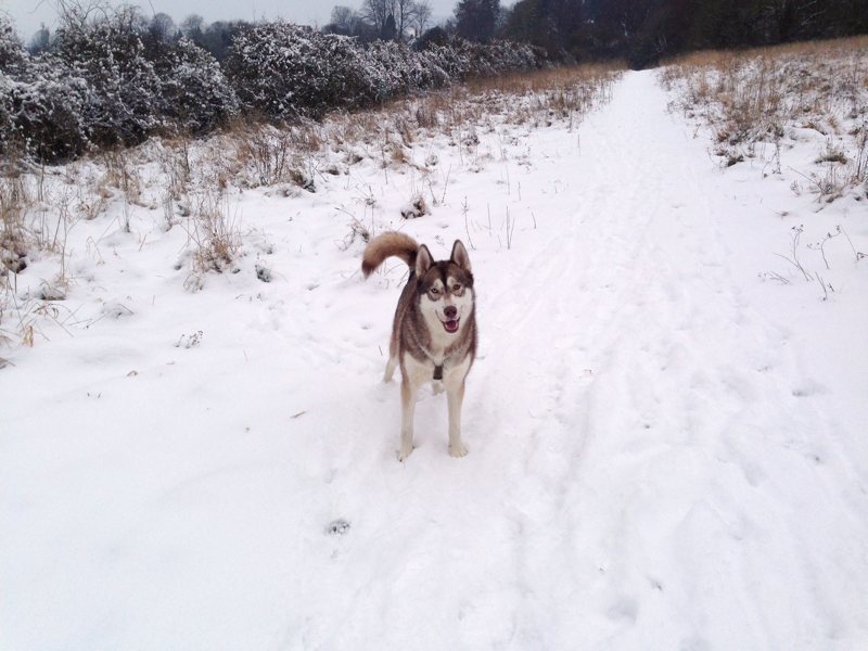 Oskar the husky-malamute cross, standing in the snow