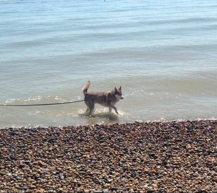 Oskar the dog in the sea