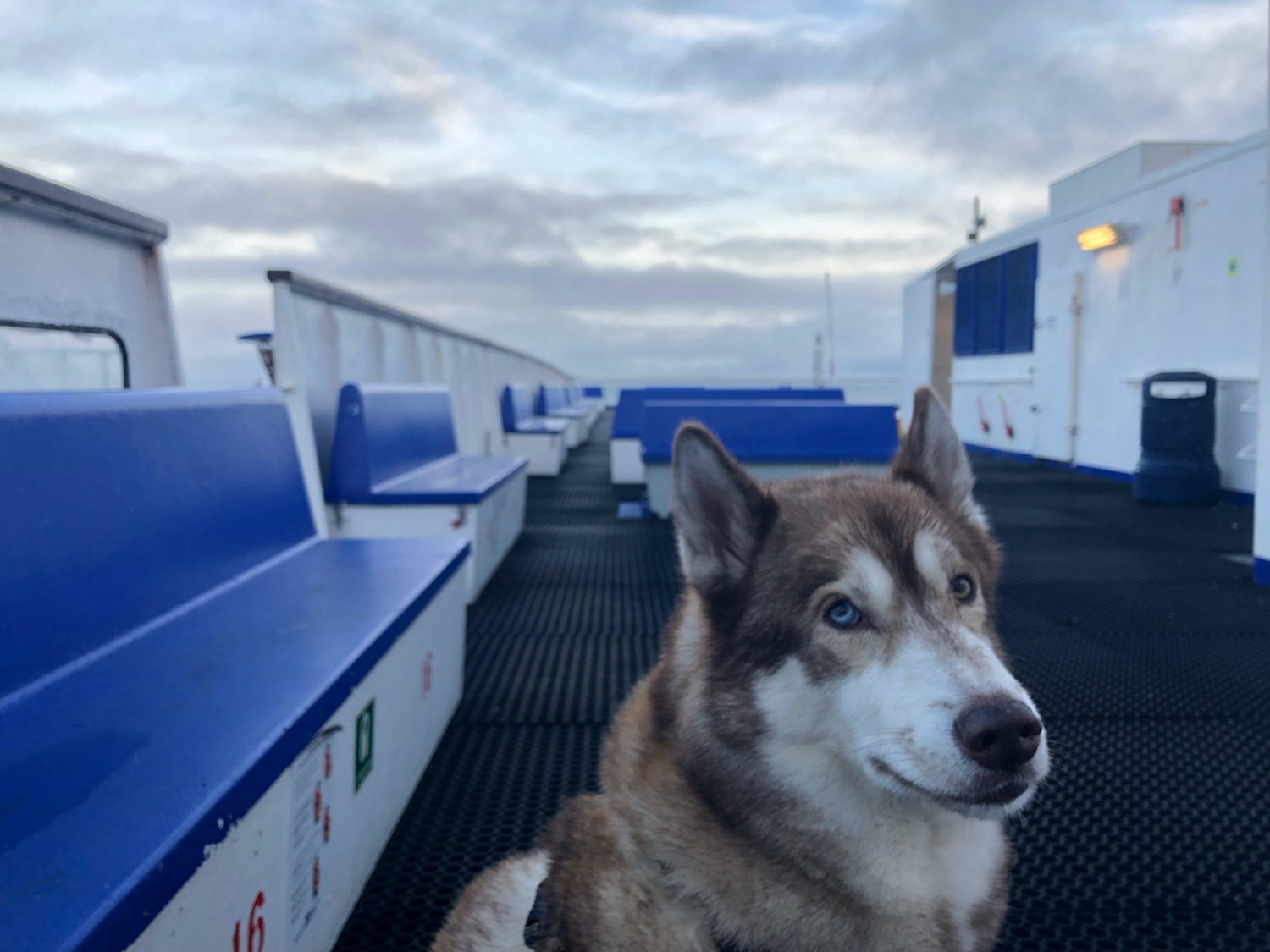 Oskar on the top deck of a ferry, looking fed up at the camera.