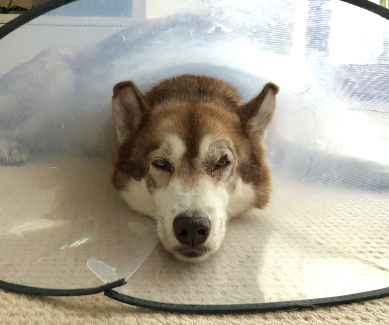 Osky looking fed up with a vet’s cone around his neck. The area around his right eye is shaved with a large stitch on his right eyelid.