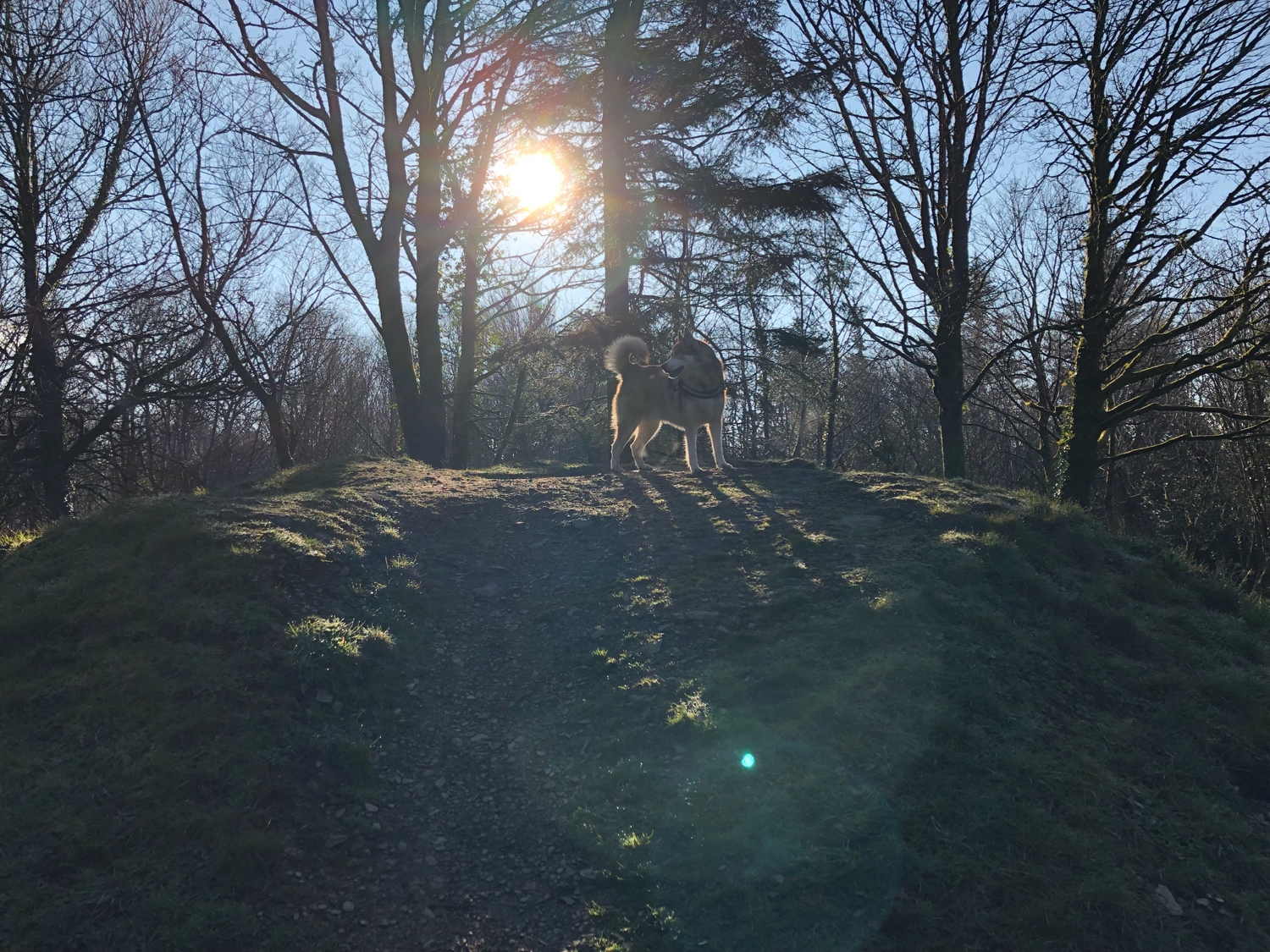 Osky on top of a mound in some sunny woods. He looks majestic.