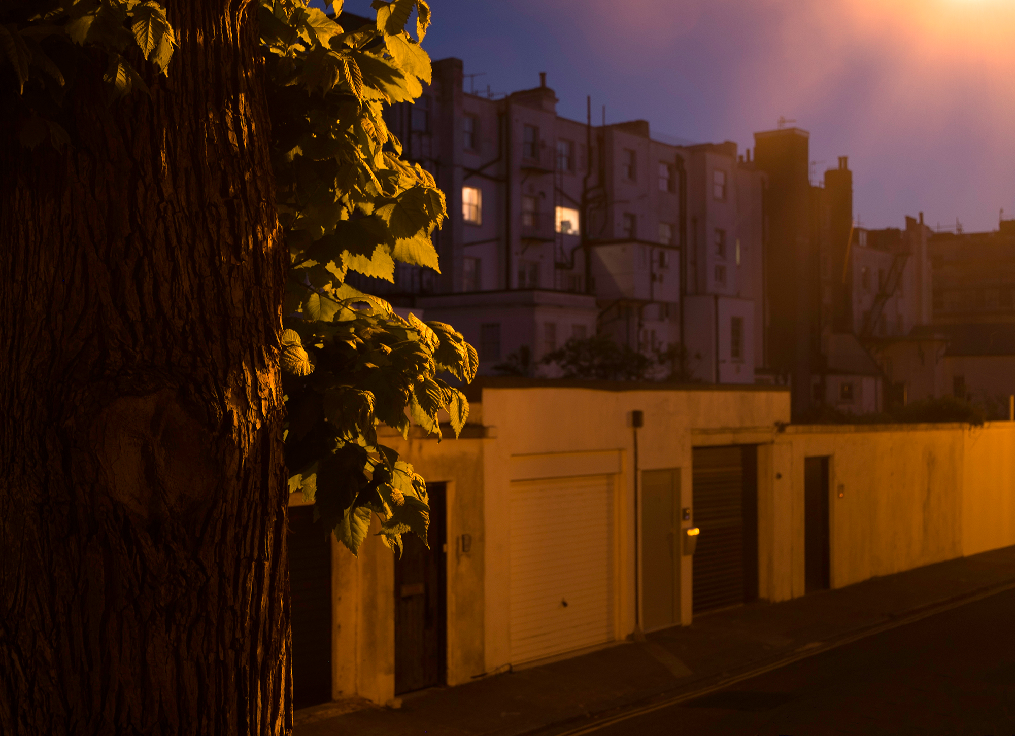 A tree with leaves glowing in the streetlight against a background of garages and the backs of buildings