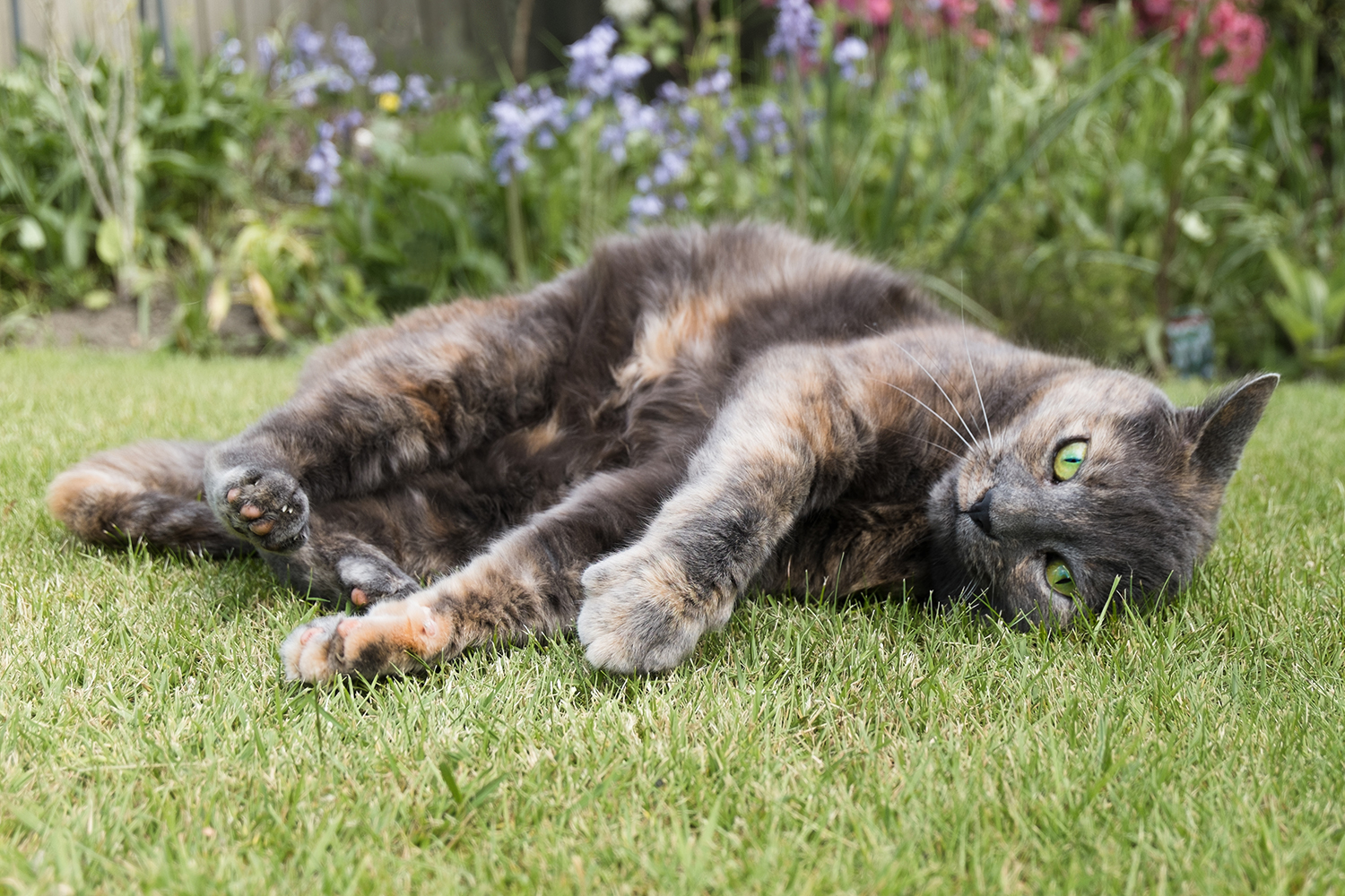 Small grey and brown tabby/tortoiseshell cat lying on grass in the garden