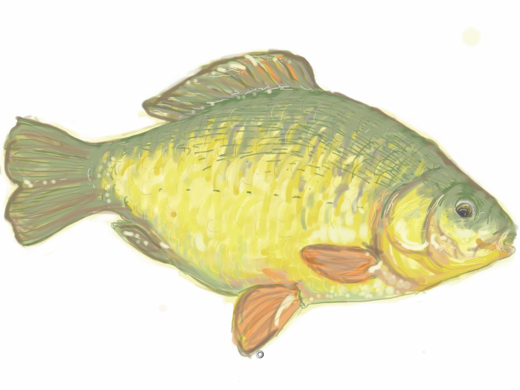 drawing of a fish using SketchBook Pro