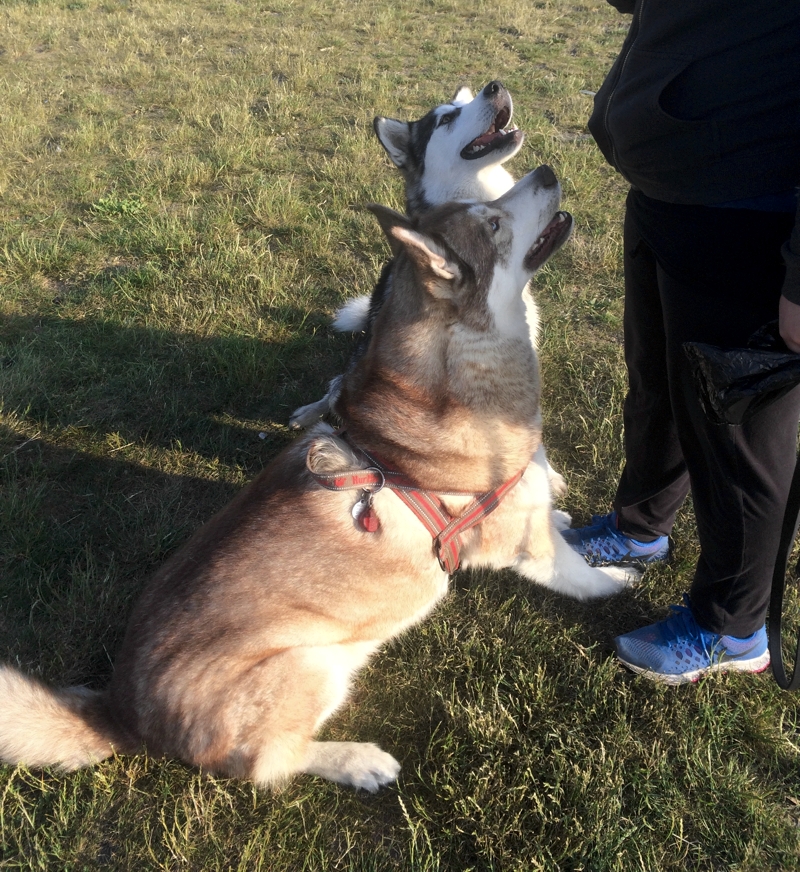 Oskar and another malamute sitting side-by-side in the park