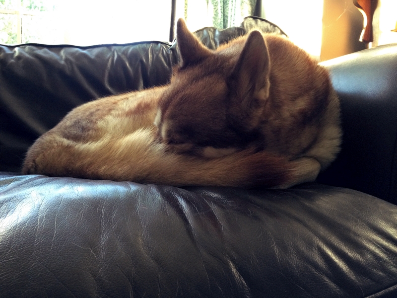 Oskar the dog lying curled up on a leather sofa