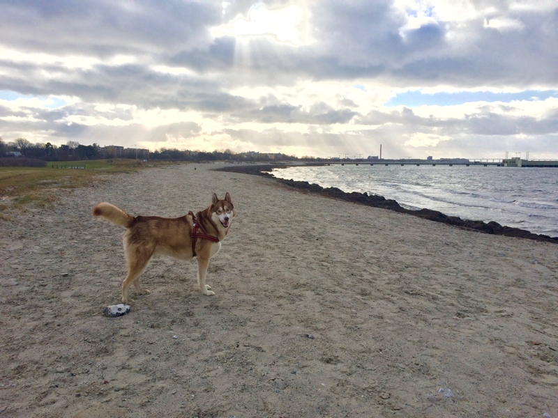 Oskar the dog on the sandy beach in Malmö