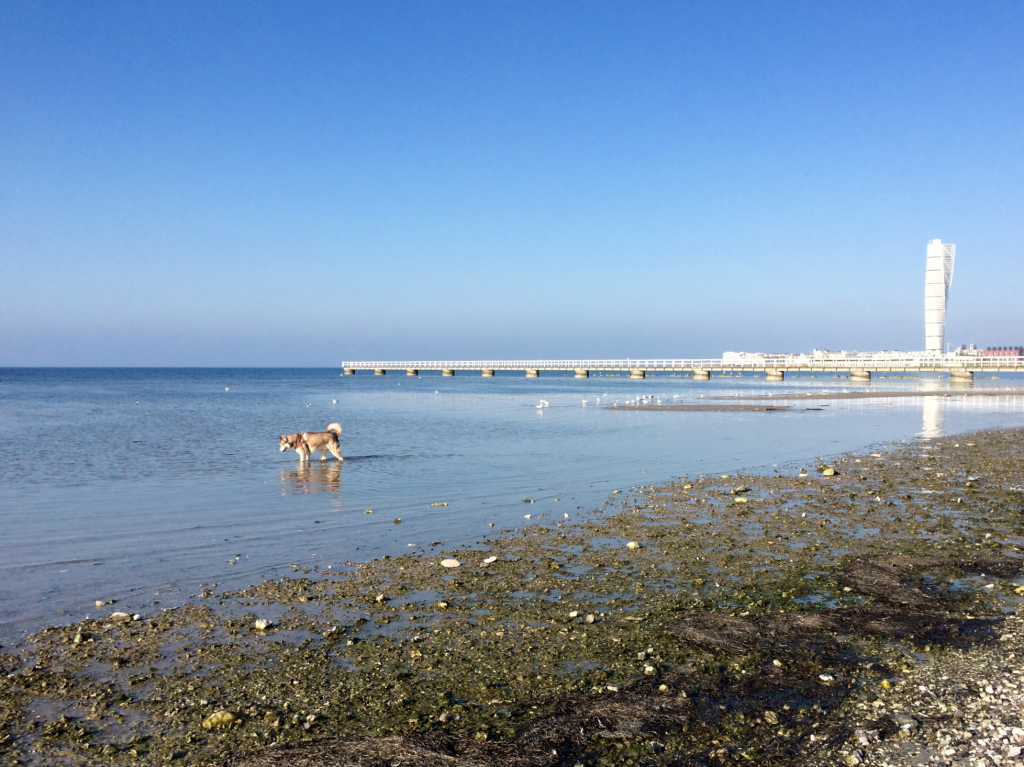 Oskar paddling in the sea in front of the Turning Torso in Malmö