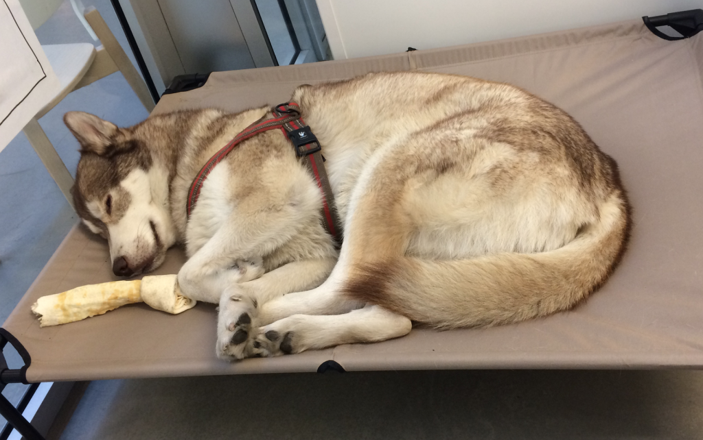 Oskar the dog lying curled up on his raised canvas camping-style bed