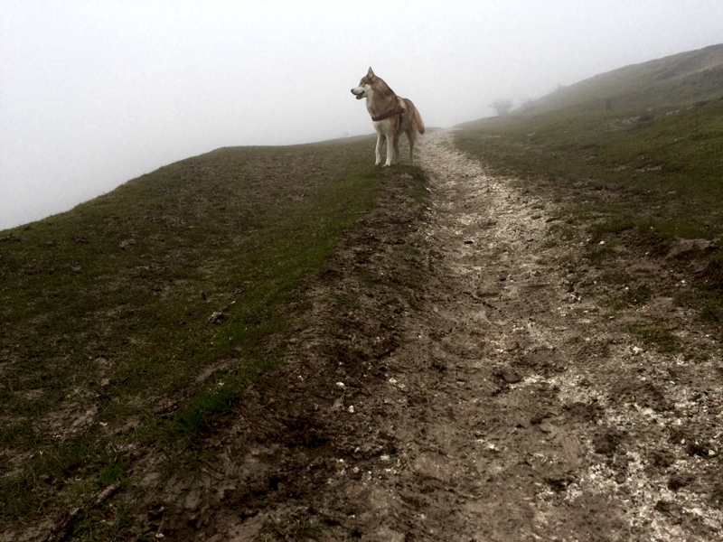 Oskar on a muddy path in 10m visibility fog