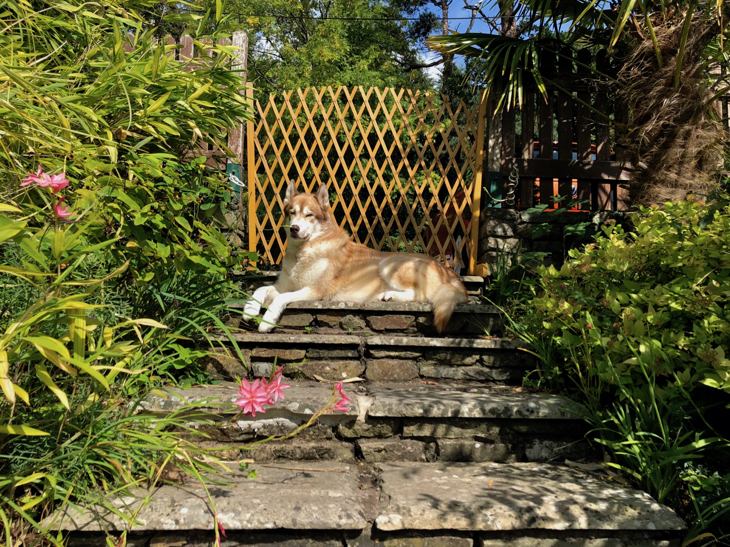 Oskar the huskamute lounging in a statuesque manner on the top of some steps, surrounded by plants and flowers.