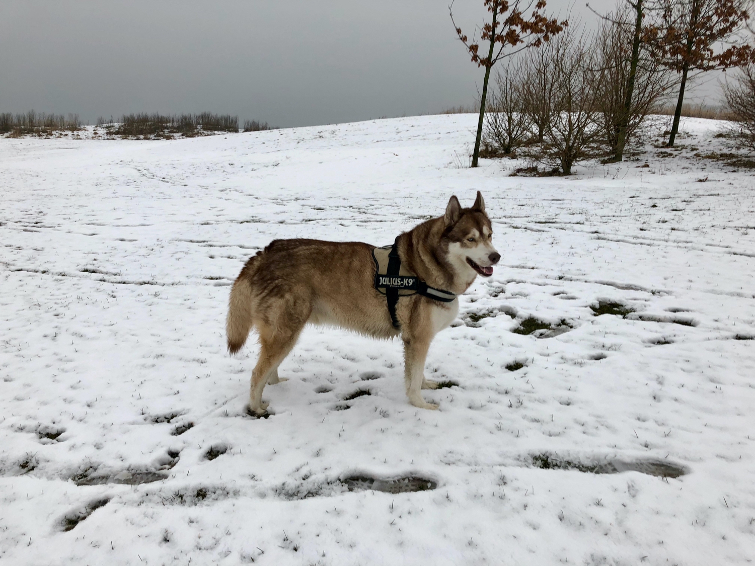 Oskar the huskamute standing in a field covered in snow.