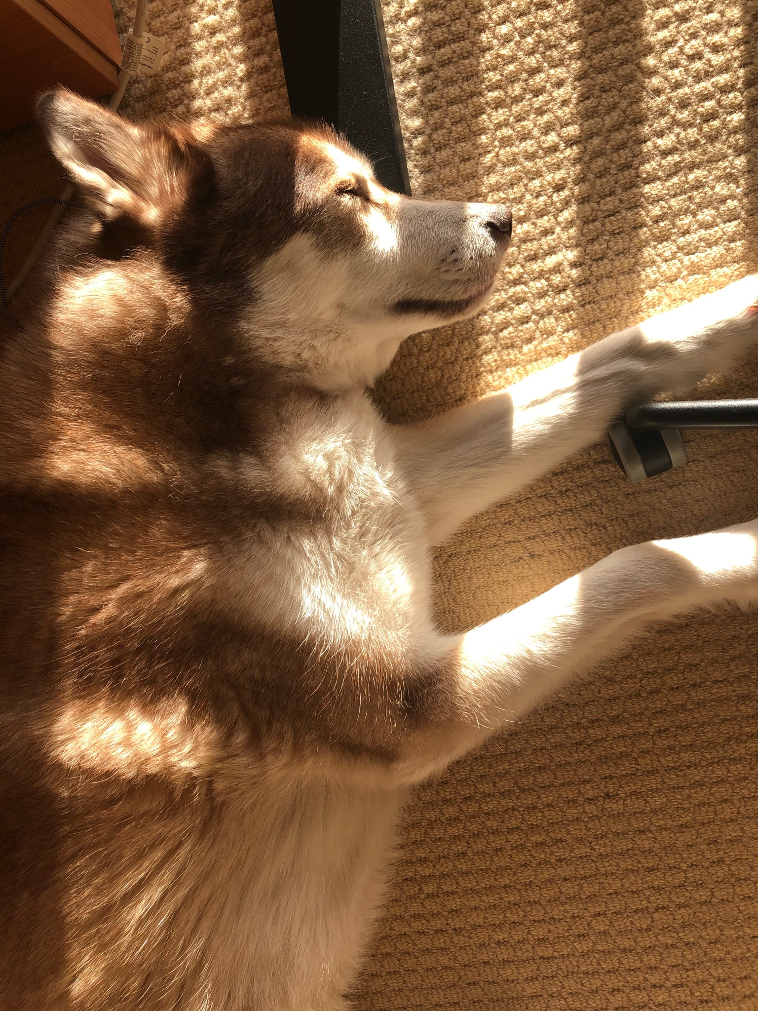 Oskar the huskamute dog lying on the floor next to my desk chair in the bright sunshine.