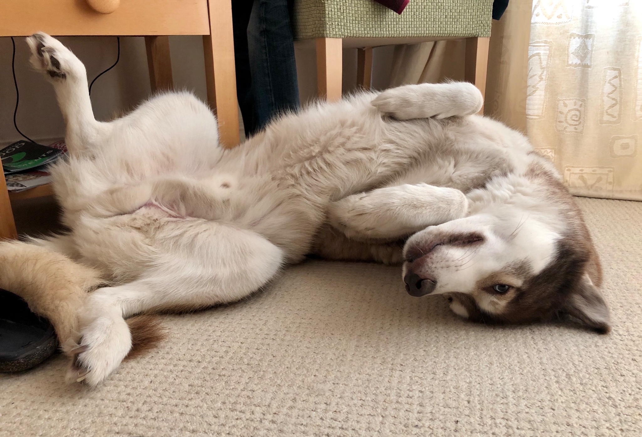 Husky malamute lying on his back with his belly exposed, glancing coyly at the camera.