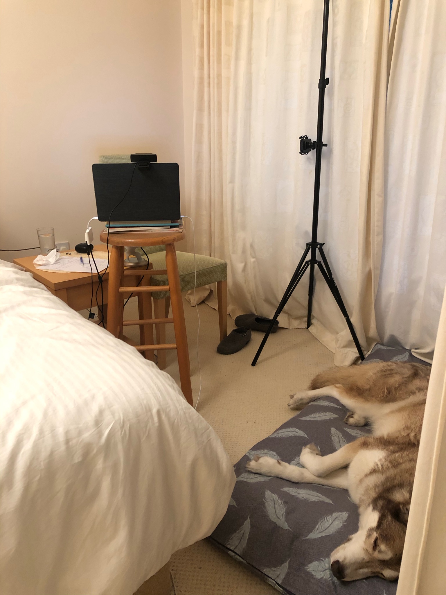 Bedroom with a dog in his bed on the floor and a laptop propped on a stool.