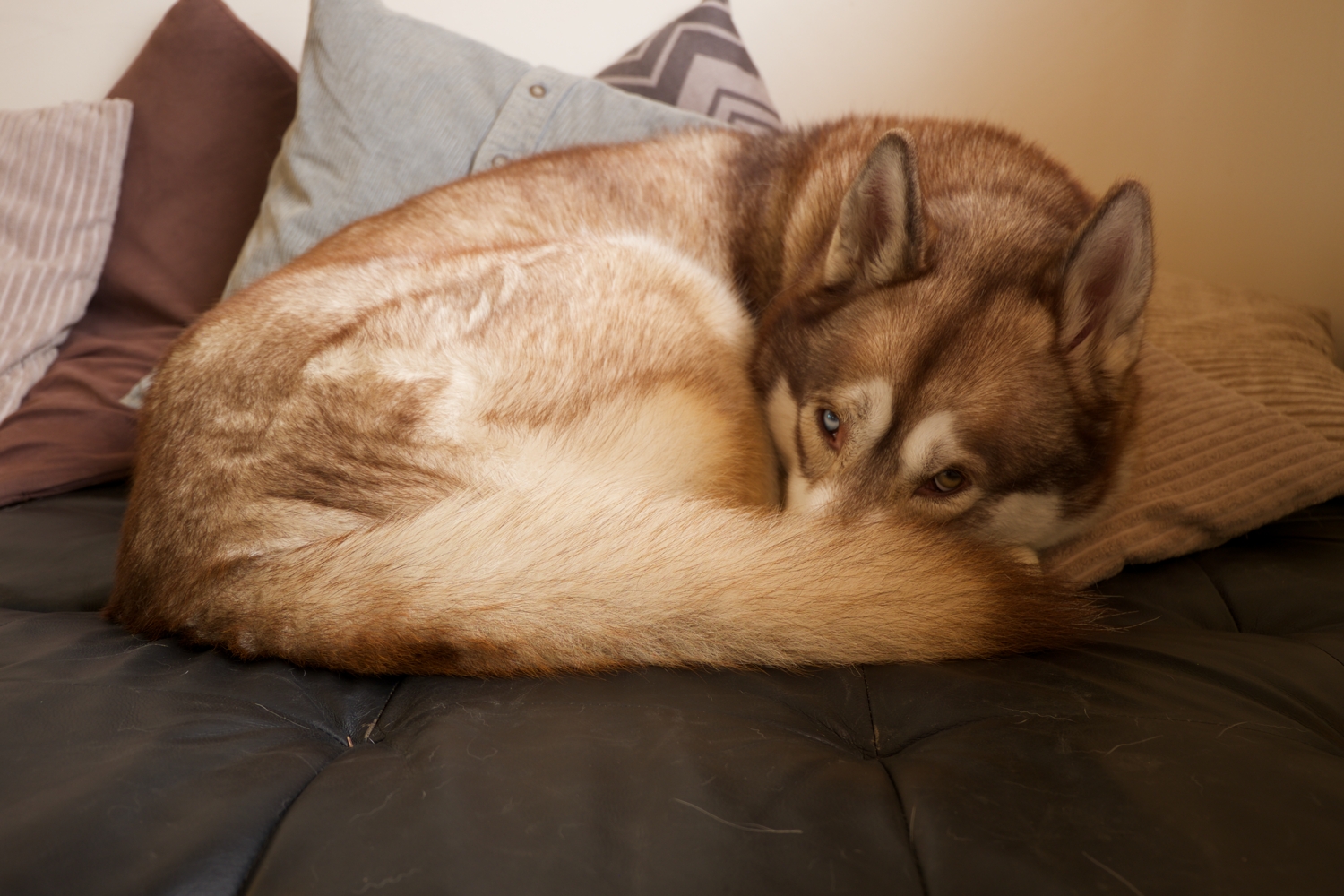 Photo of Oskar the dog curled up on the sofa, with a blurry background