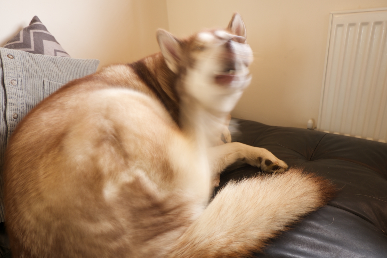 Blurry photo of Oskar the dog scratching