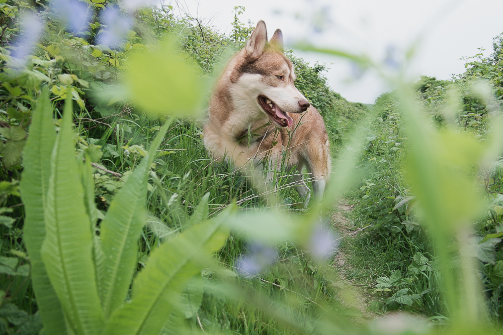 Oskar the dog in the hedgerow, with blue flowers and weeds in the foreground