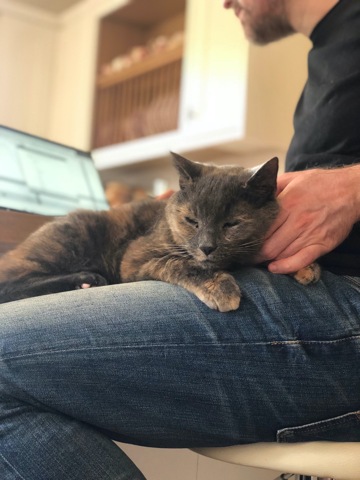 small grey cat sitting on Aral’s lap looking chilled out.