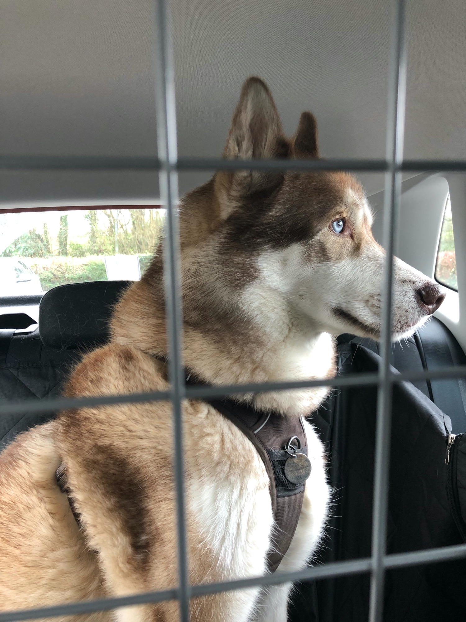 Oskar the huskamute sitting in the back of the car looking out of the window, viewed through the grid of a dog guard.