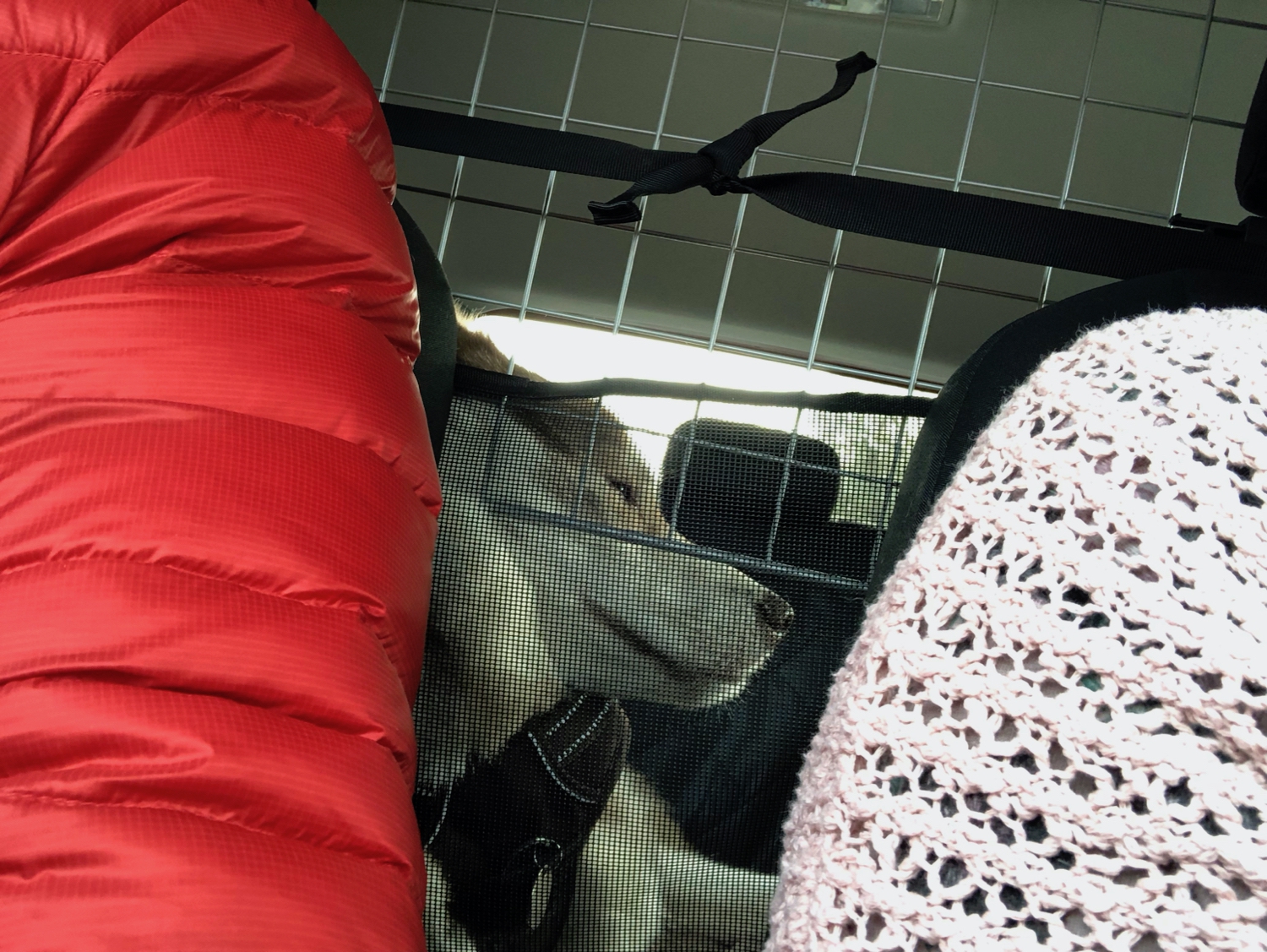 Oskar the huskamute with his face squished up against the dog guard in the back of the car.