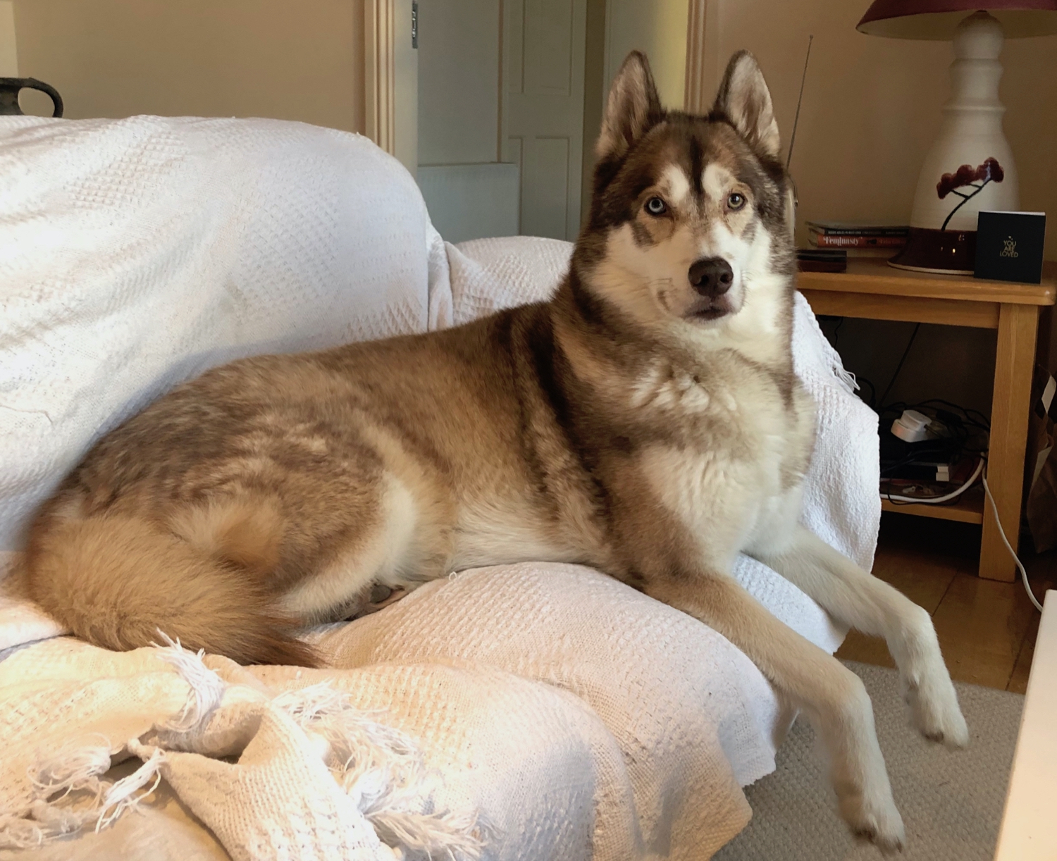 Oskar the huskamute sitting proudly on the sofa looking at the camera.