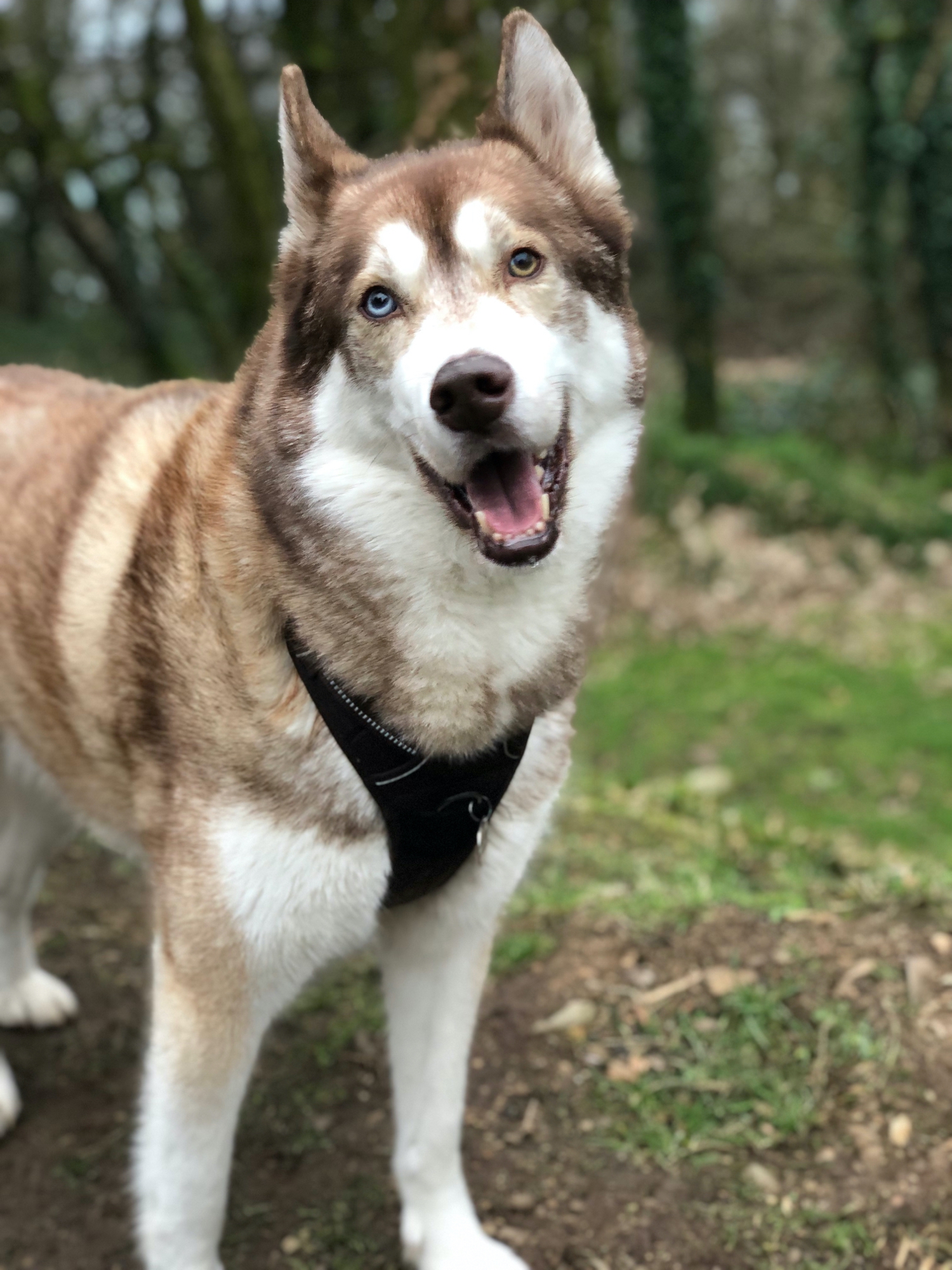 Portrait of Oskar the huskamute in the woods, looking like he’s smiling at the camera.