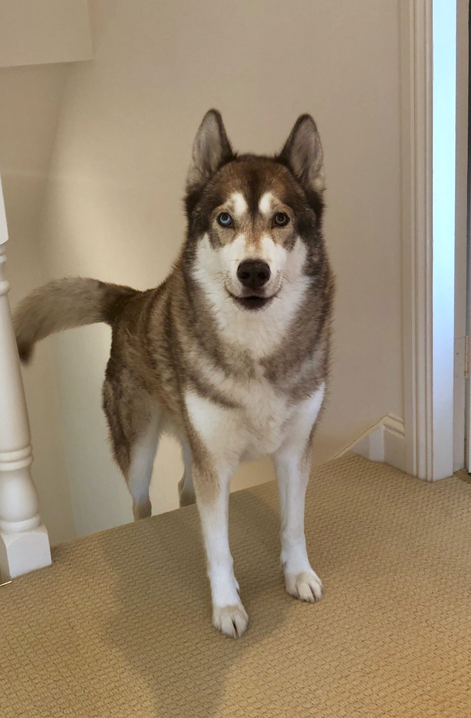 Oskar the huskamute coming up the stairs with an expectant look on his face.