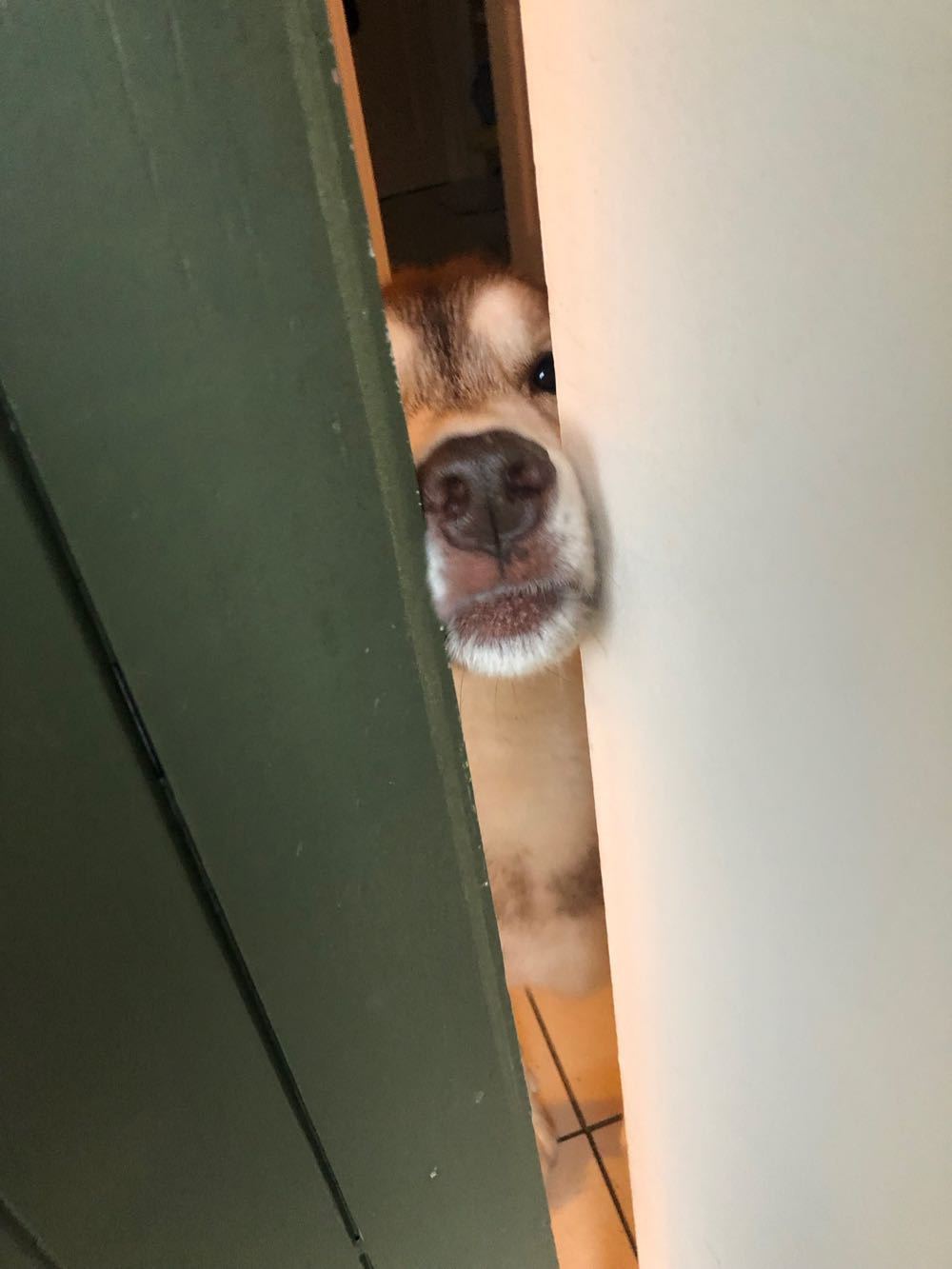 Door opened a crack to show the nose of an eager dog.