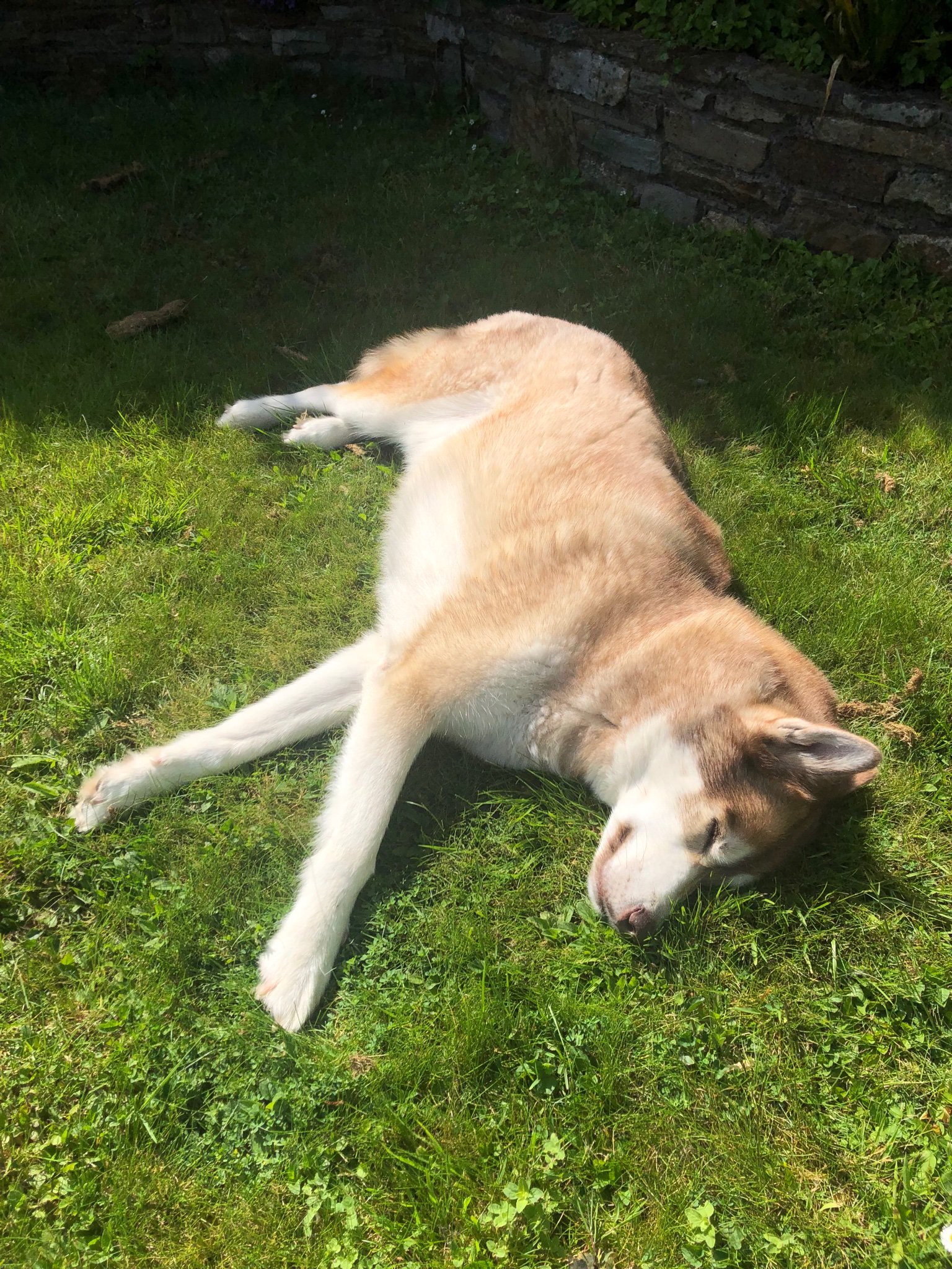 Oskar the huskamute lying stretched out in the sun.