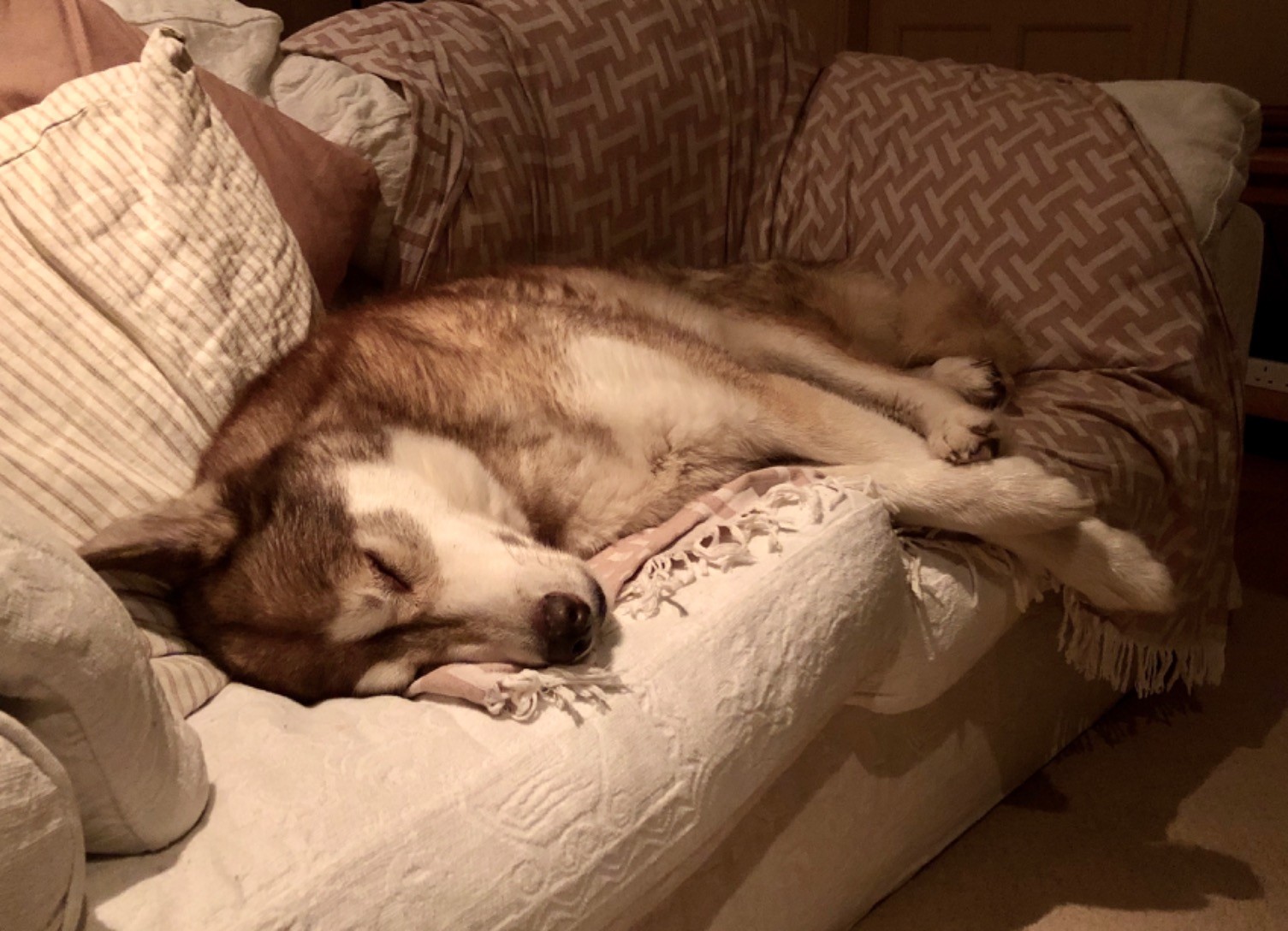 A big huskamute fast asleep stretched out on the sofa.