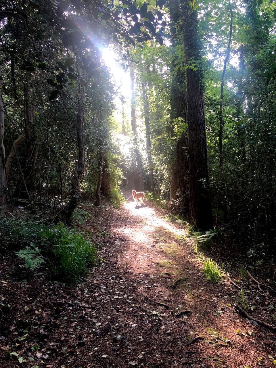 Oskar the huskymute on a woodland path in a sunbeam of fairytale light.