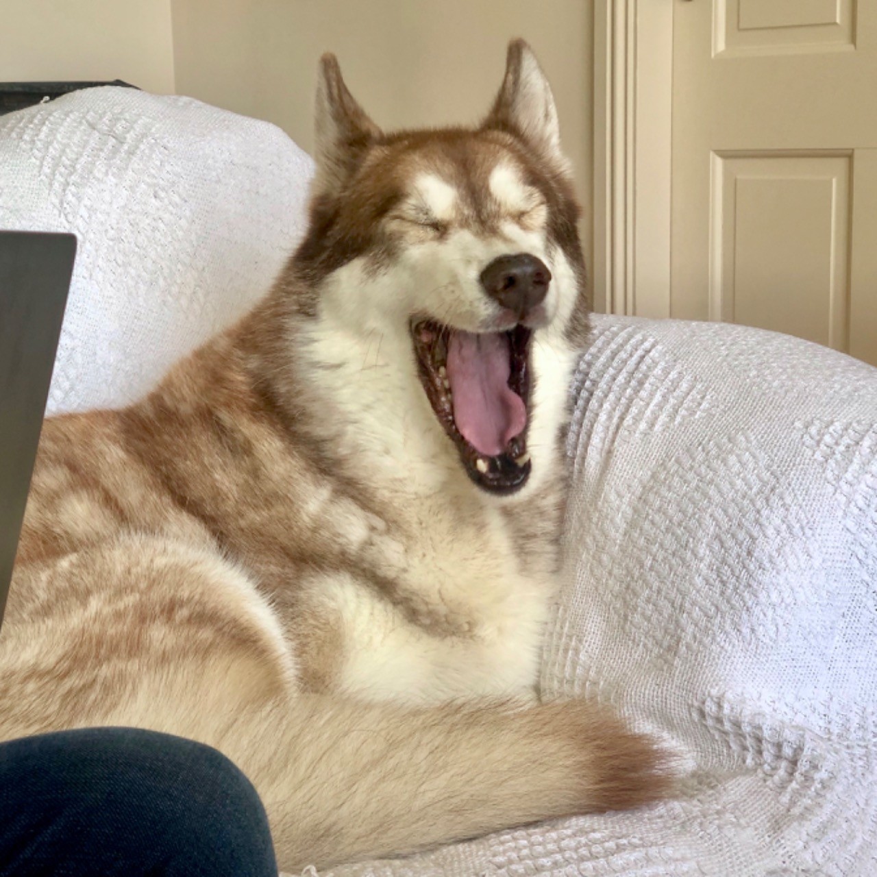 Oskar the huskamute yawning really widely.