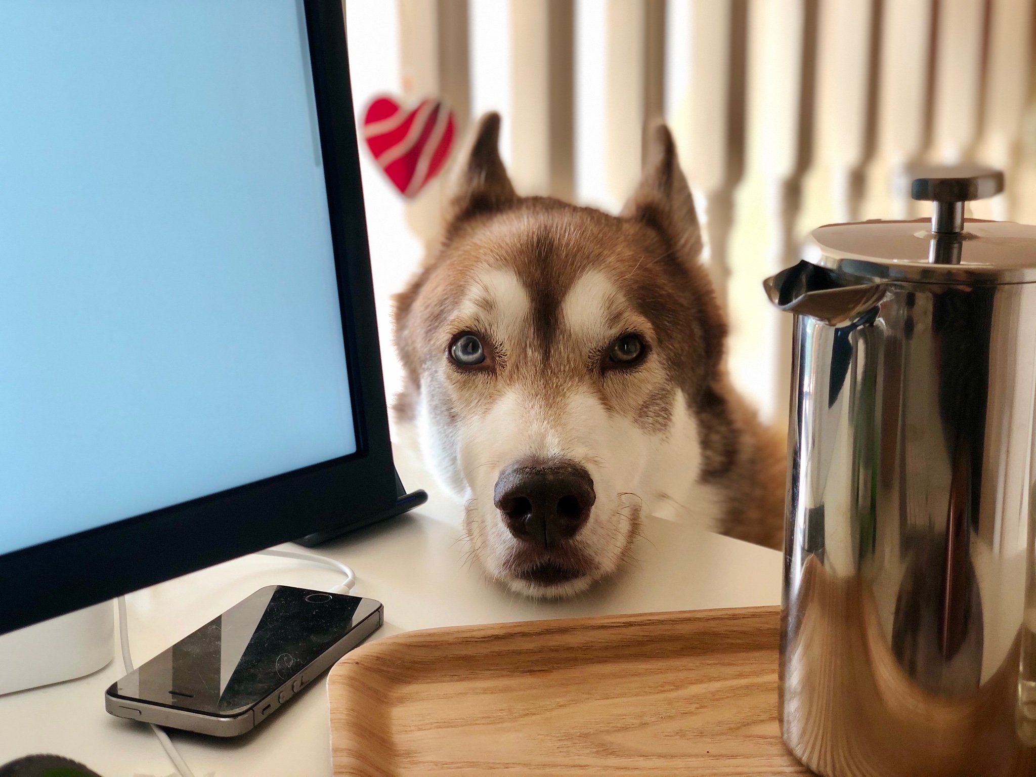 Oskar the huskamute with his chin resting on my desk between the monitor and coffee pot.