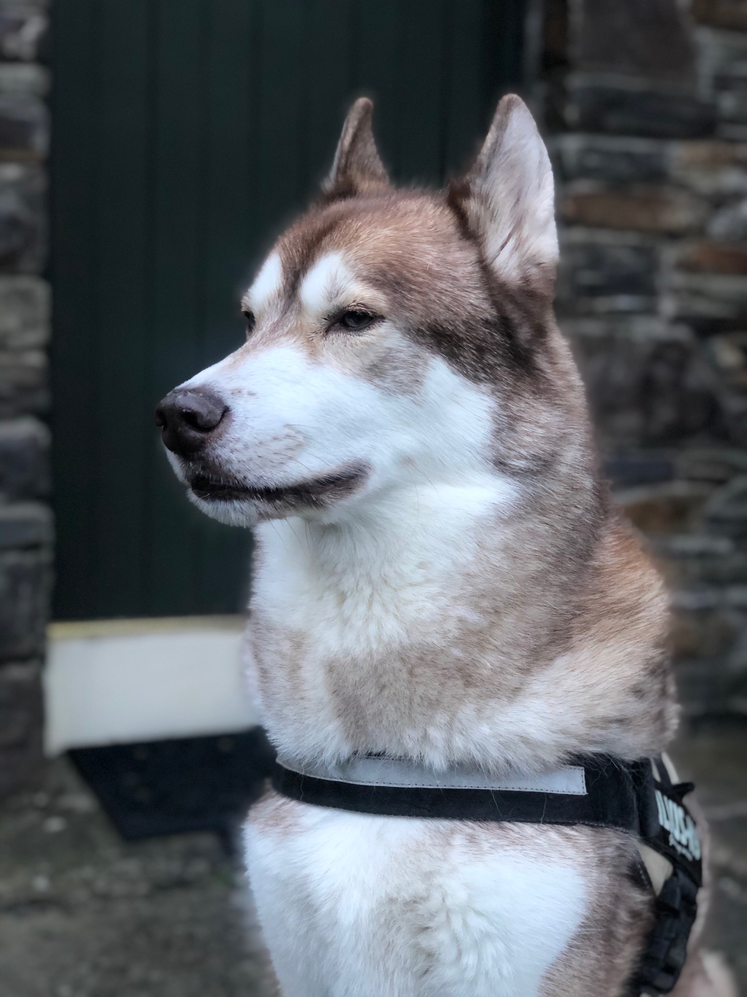 Oskar the huskamute outside the front door with an unimpressed look on his face.