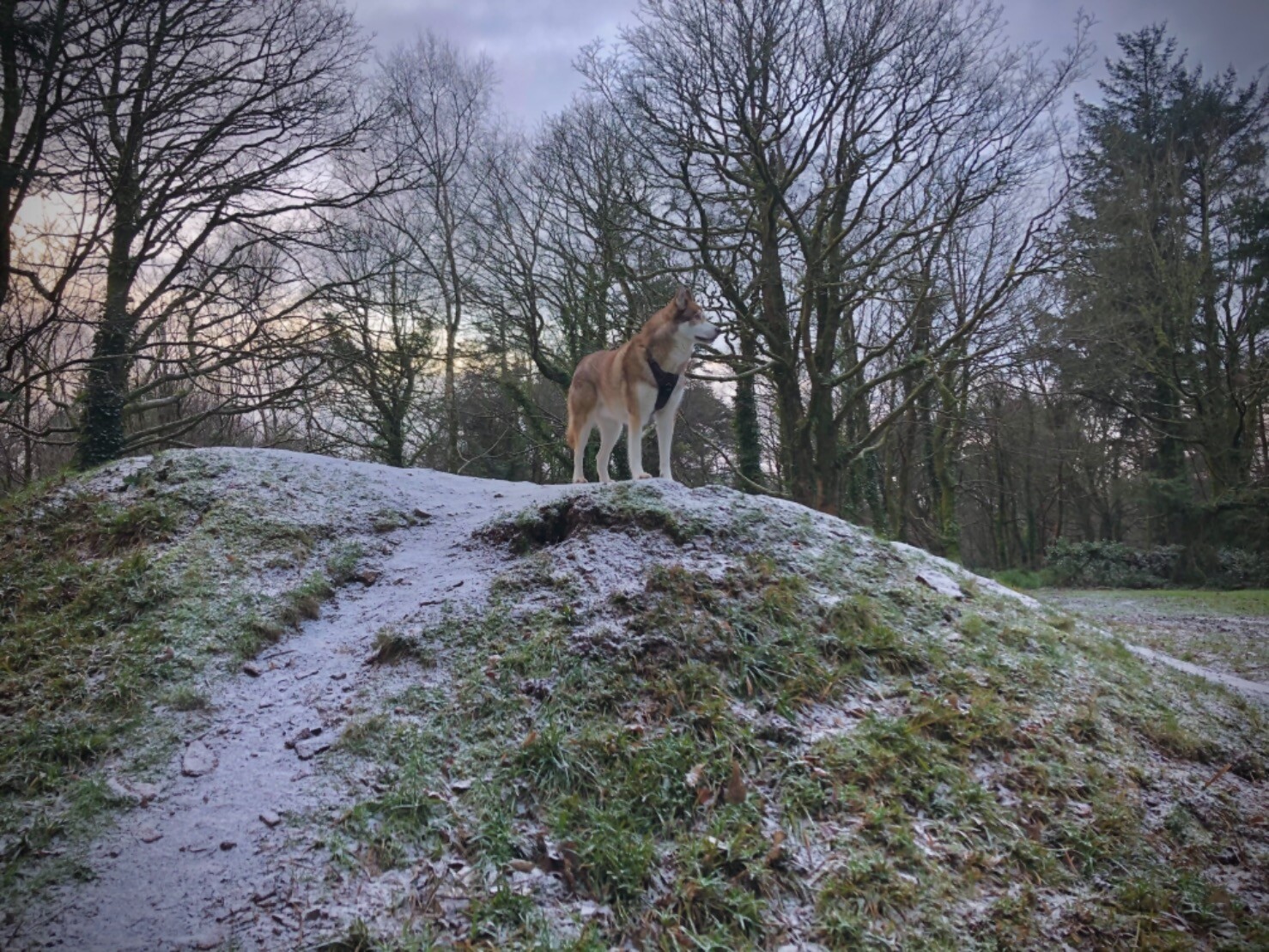 Oskar the huskamute standing proudly on top of a frosty hill.