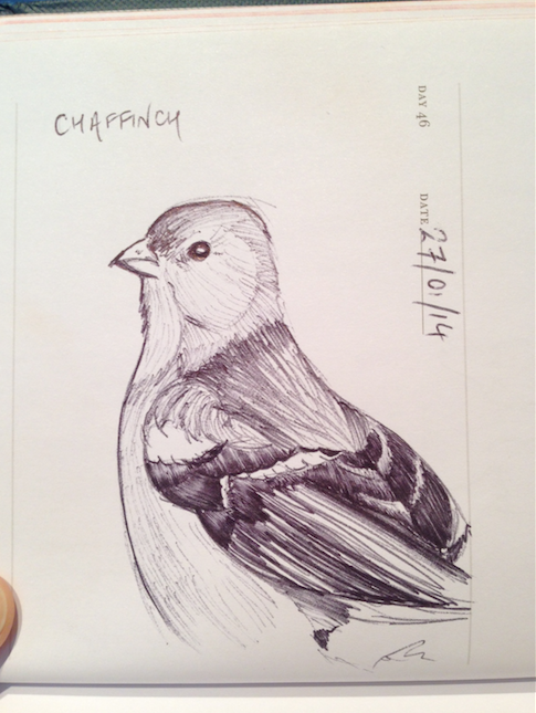 sketch of a chaffinch