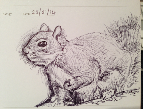 sketch of a squirrel