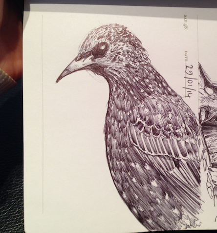 sketch of a starling