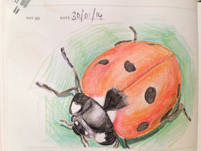 watercolour/pencil drawing of a ladybird