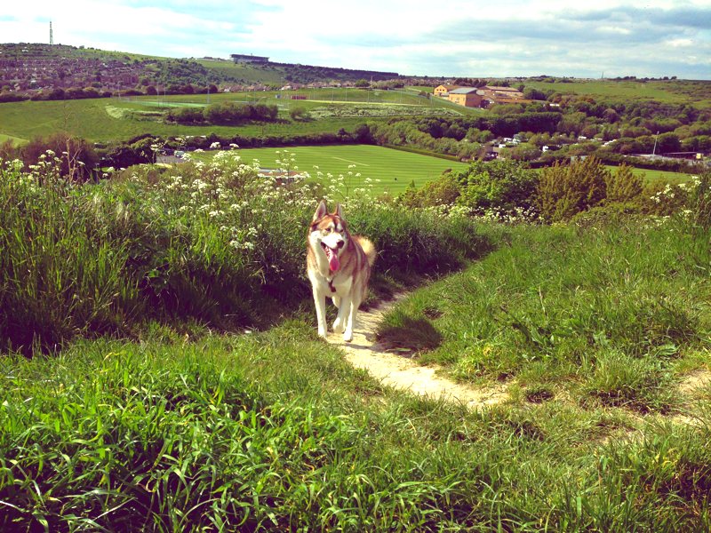 Oskar the husky/malamute cross in Sheepcote Valley